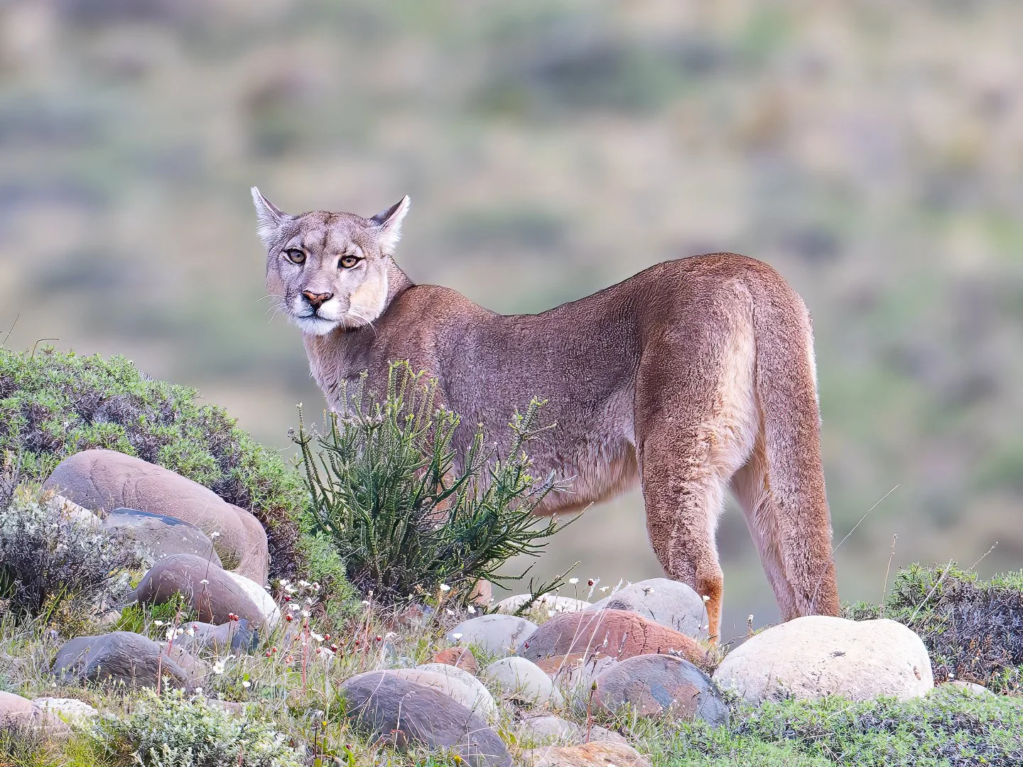 Petaca, a well-known female puma who has been the subject of wildlife documentaries and scientific observation in Torres del Paine National Park (Patagonia)