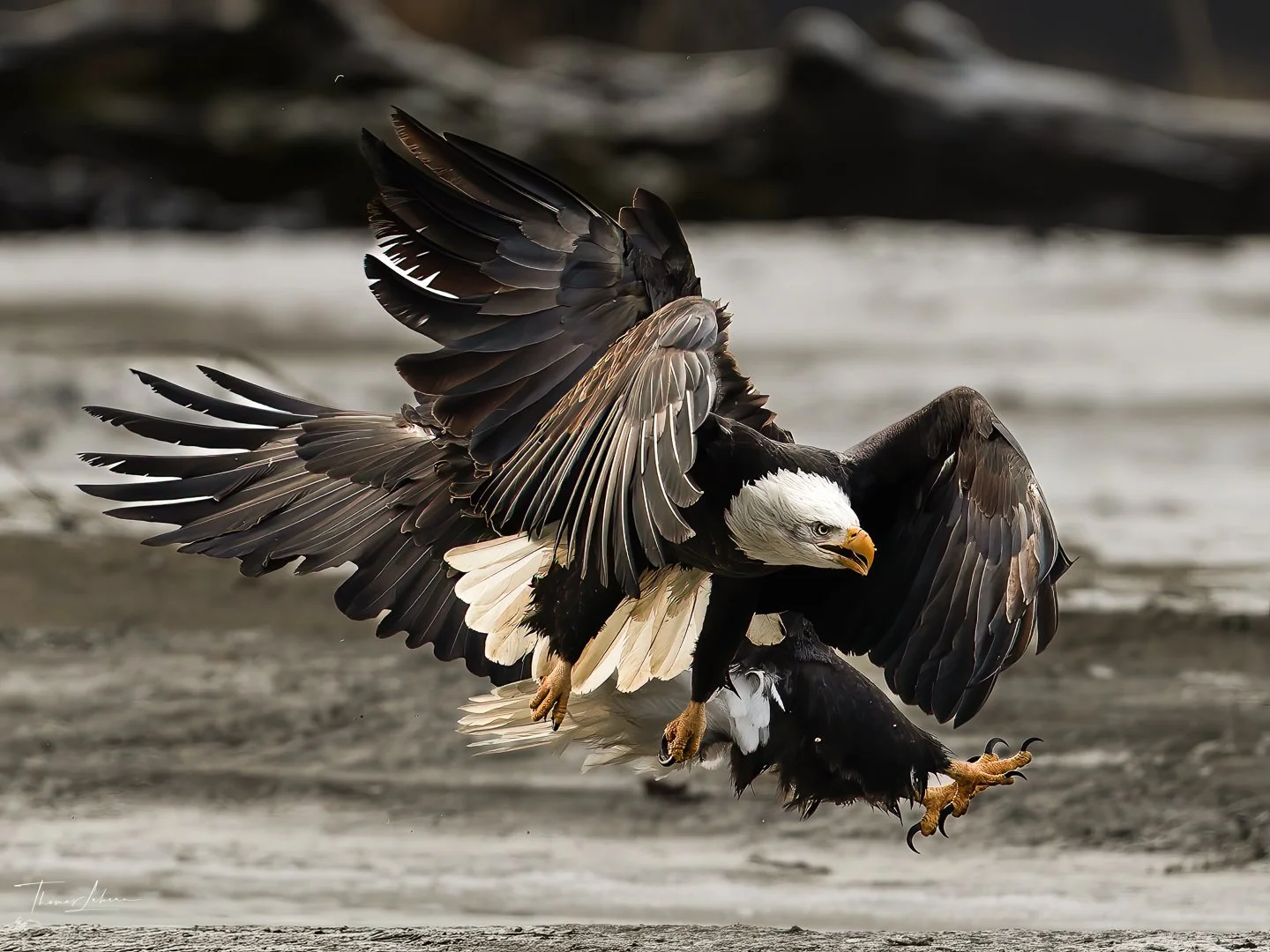 Bald Eagles tangled up on the Chilkat River, Alaska