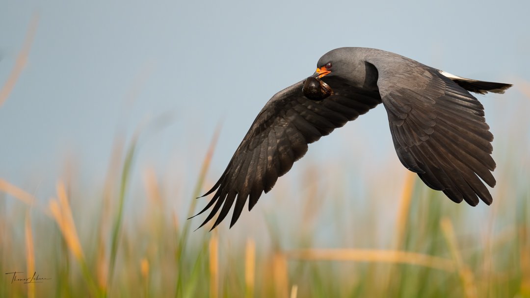 Snail Kite, Lake Kissimmee, Central Florida
