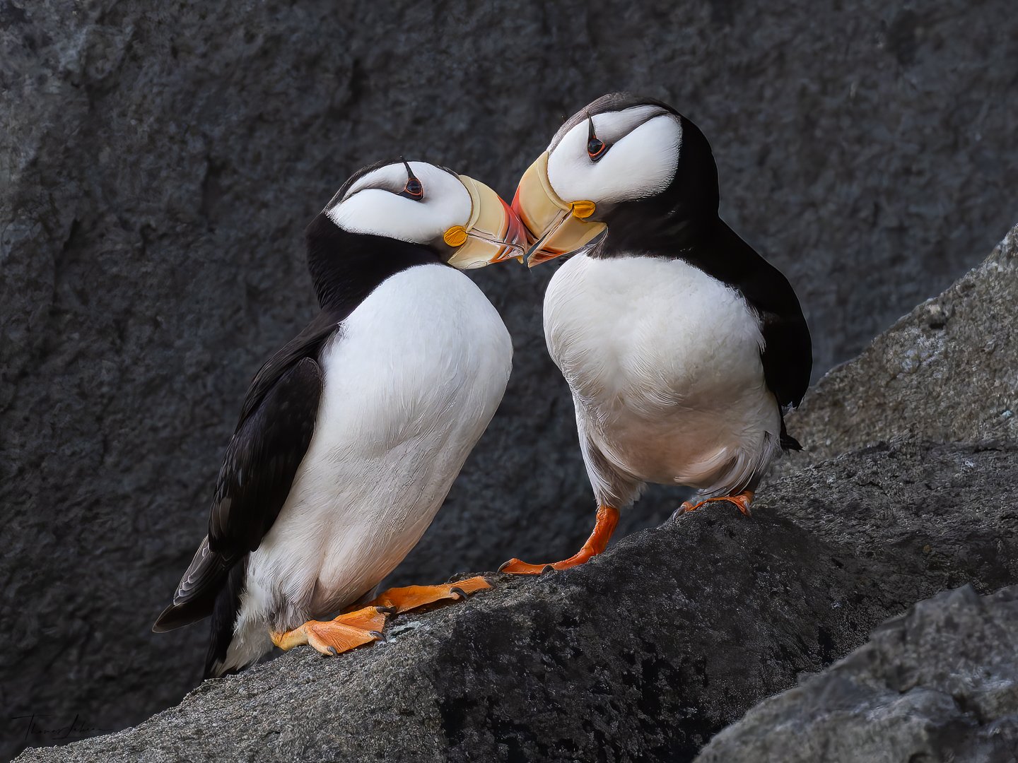 Horned Puffin pair, Duck Island, Cook Inlet, near Lake Clark National Park, Alaska