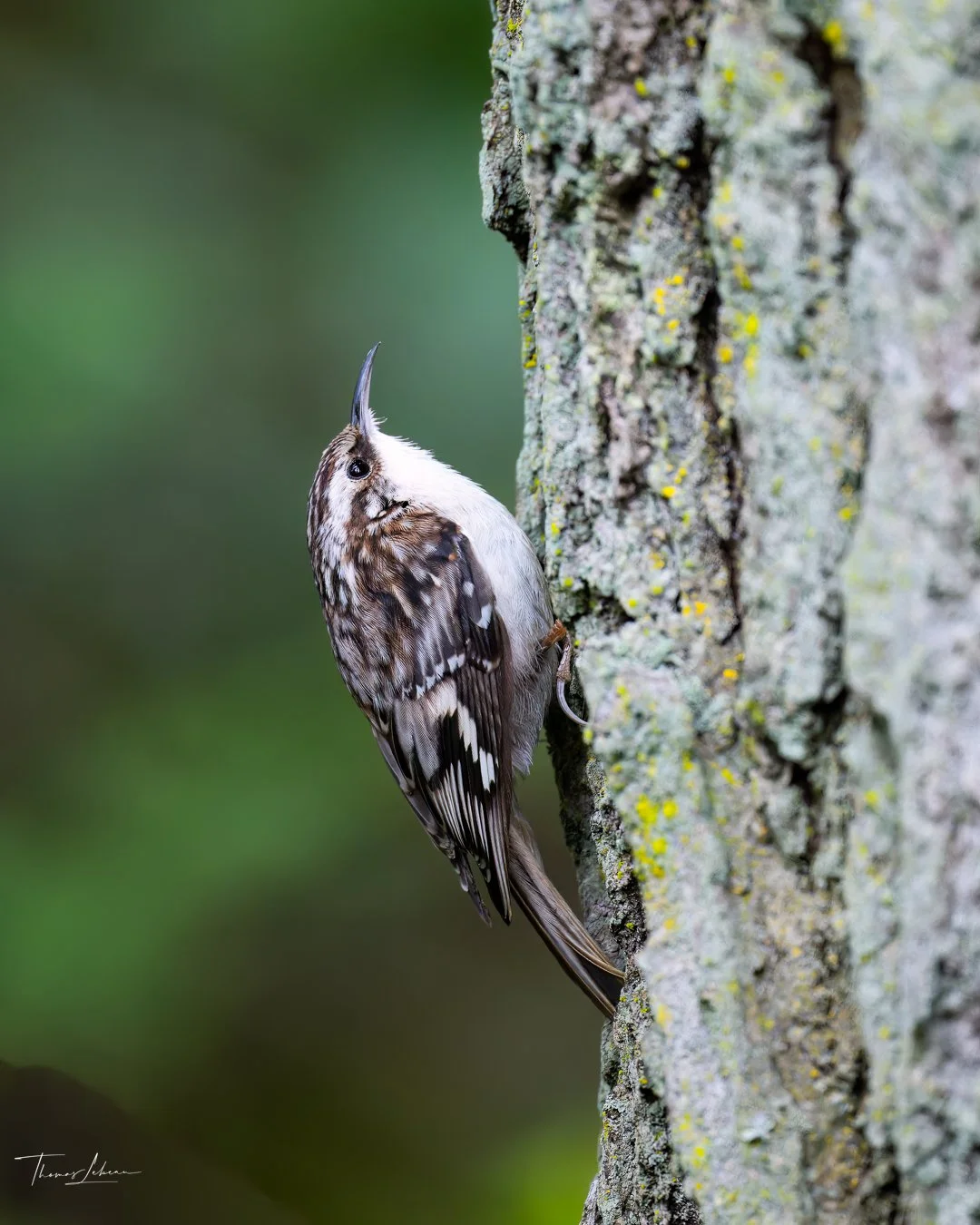 Brown Creeper, Vancouver Island, BC