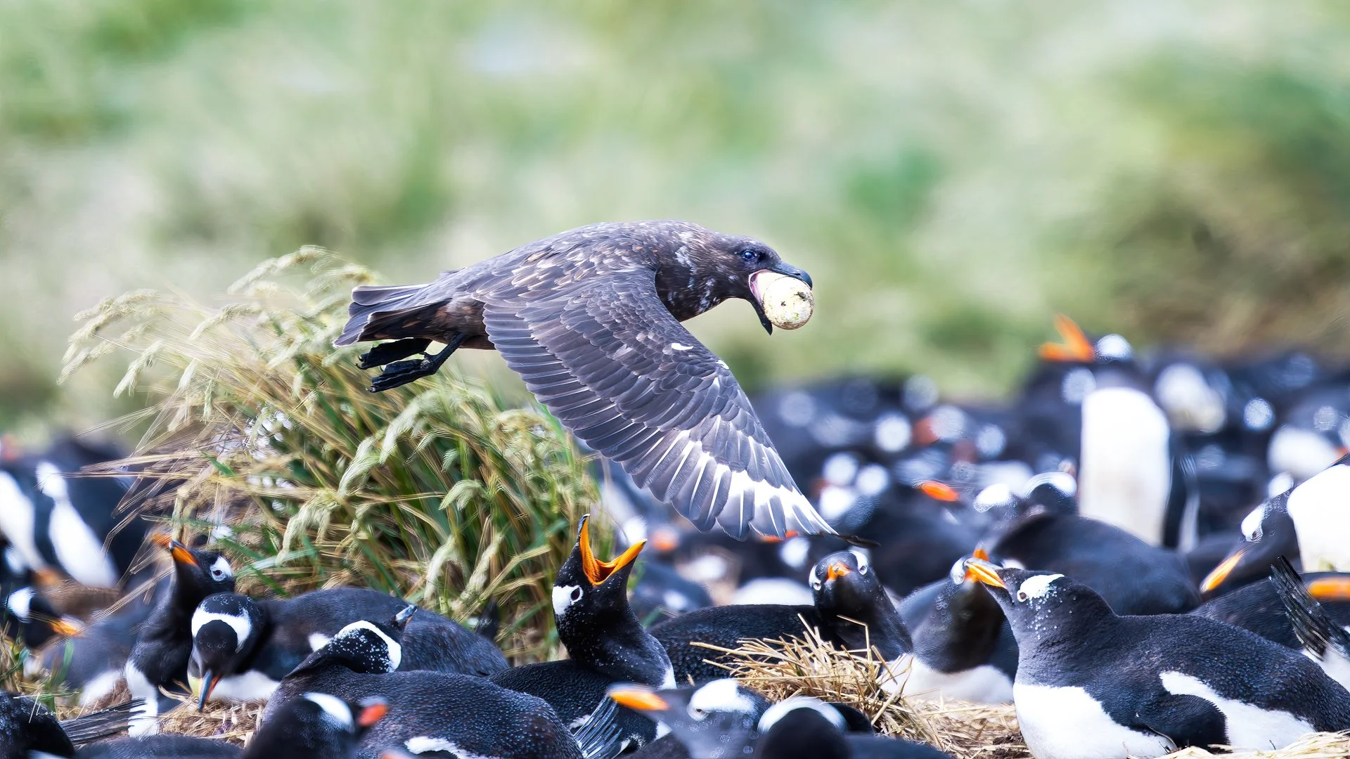 Antarctic Skua stealing a Gentoo pinguin egg, Sea Lion Island, Falklands
