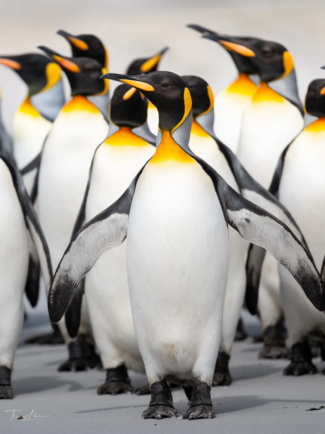 King penguin flock, Volunteer Point, East Falklands