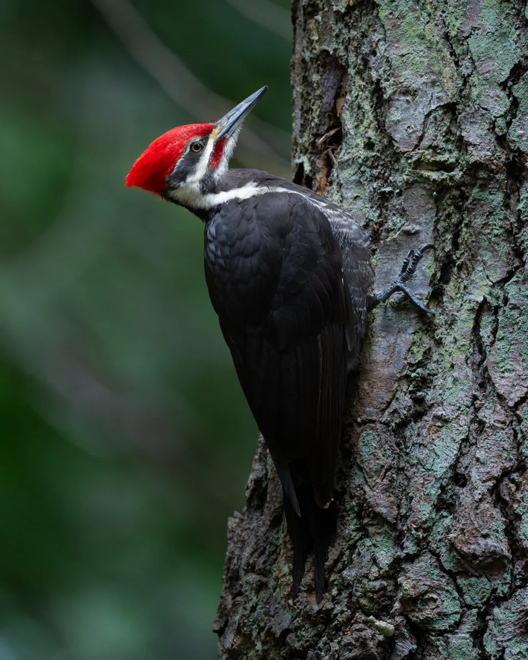Pileated Woodpecker, Vancouver Island, BC