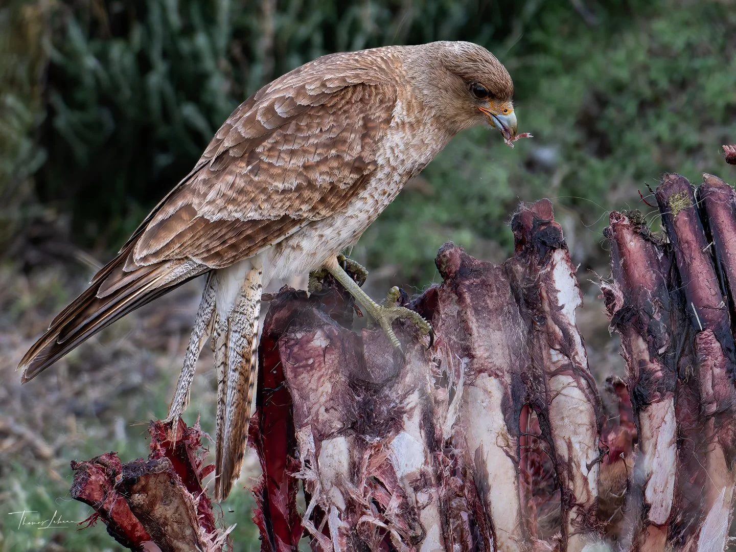 Chimango Caracata (Tiuque) feasting on the remains of a Guanaco, Torres del Paine (Patagonia)