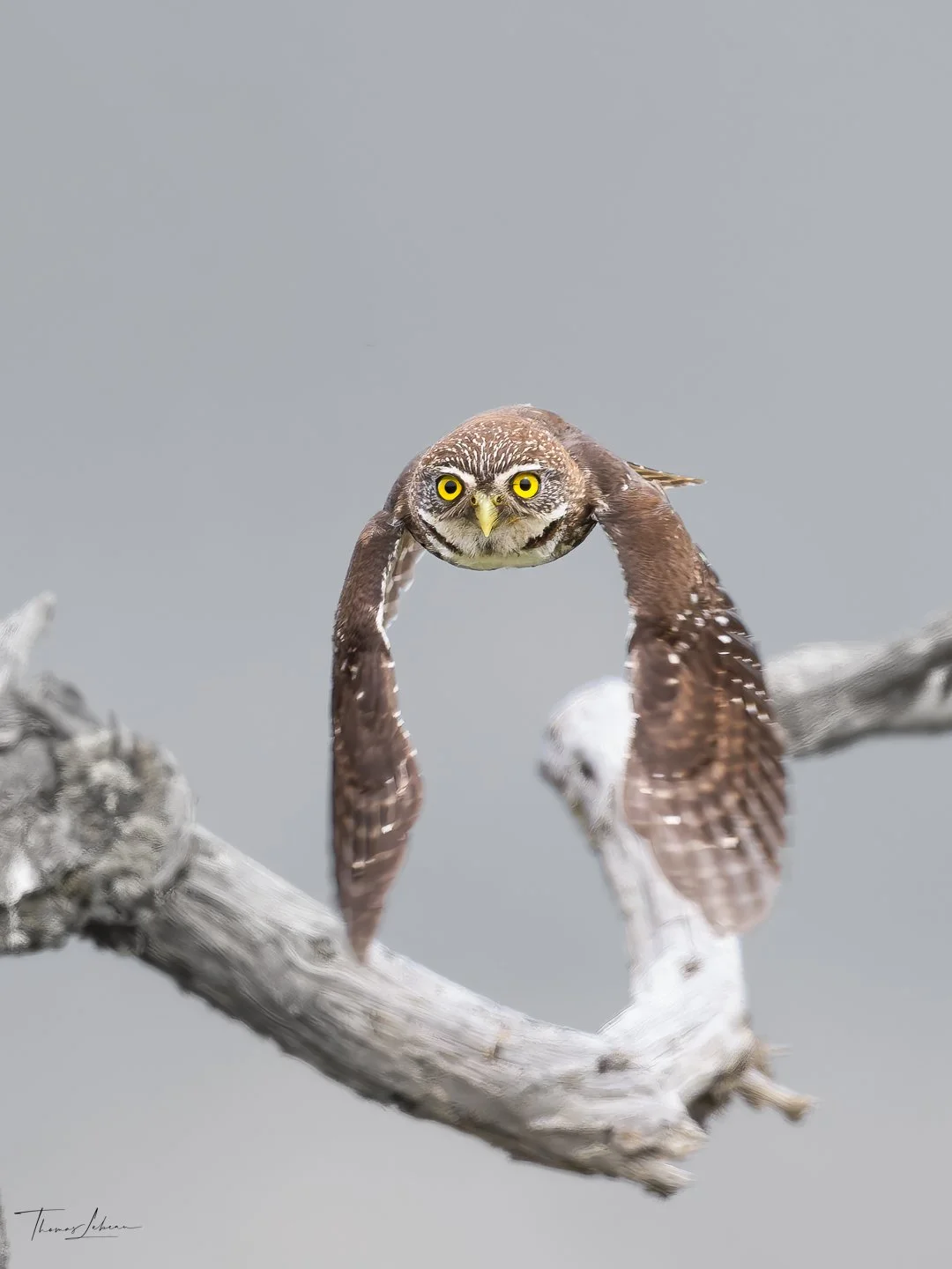 Austra Pygmy-Owl (Chuncho)
