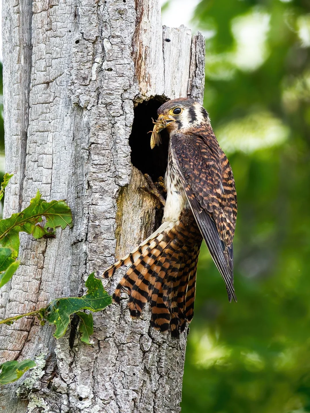 Kestrel feeding the chicks, Gloucester, MA