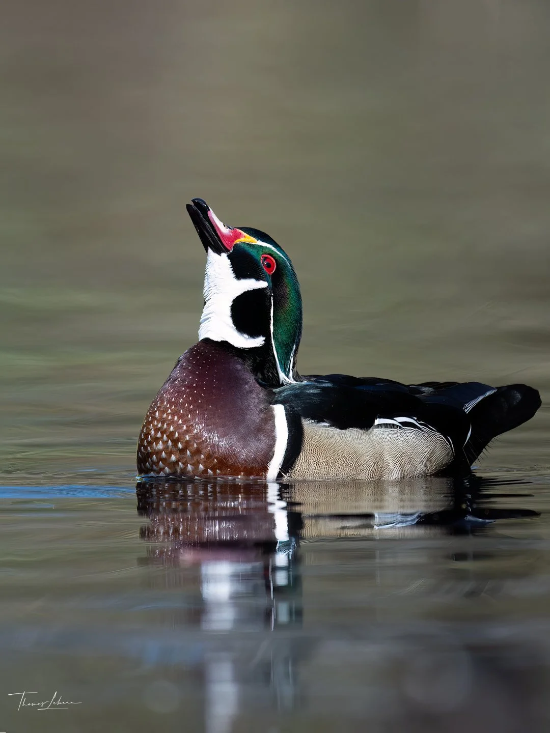 Wood Duck, Vancouver Island, BC