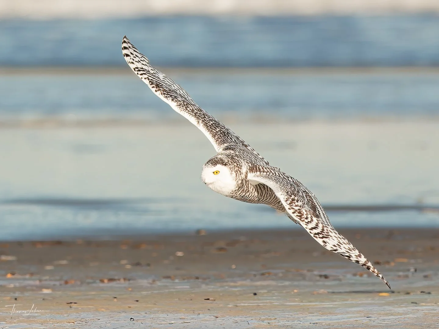 Snowy Owl, Crane Beach