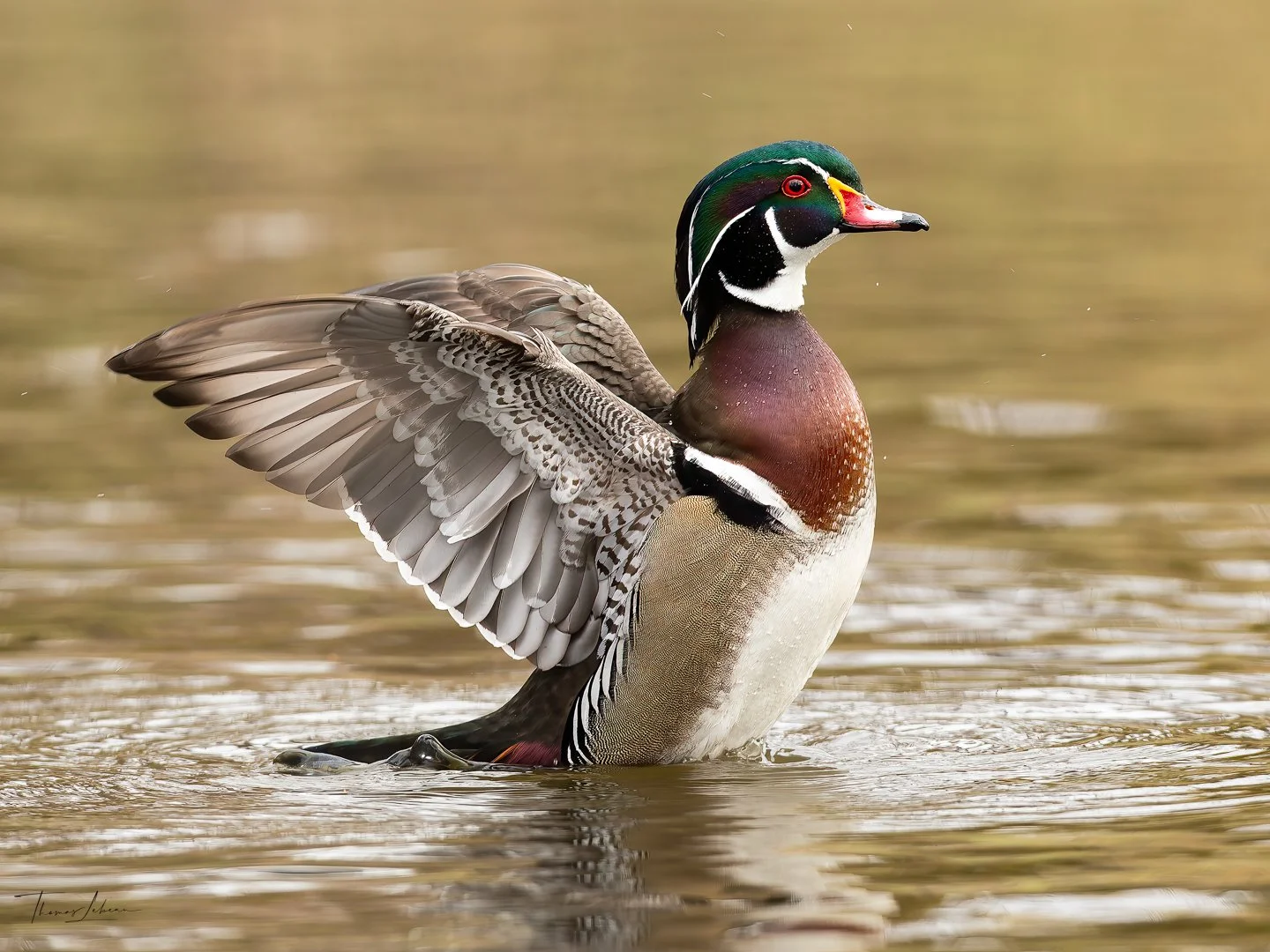Wood Duck stretching wings, the ponds at Brooks' estate