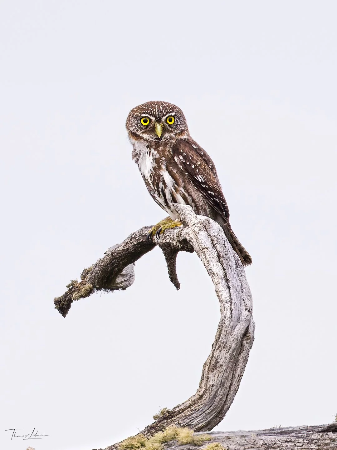 Austra Pygmy-Owl (Chuncho), Torres del Paine (Patagonia)