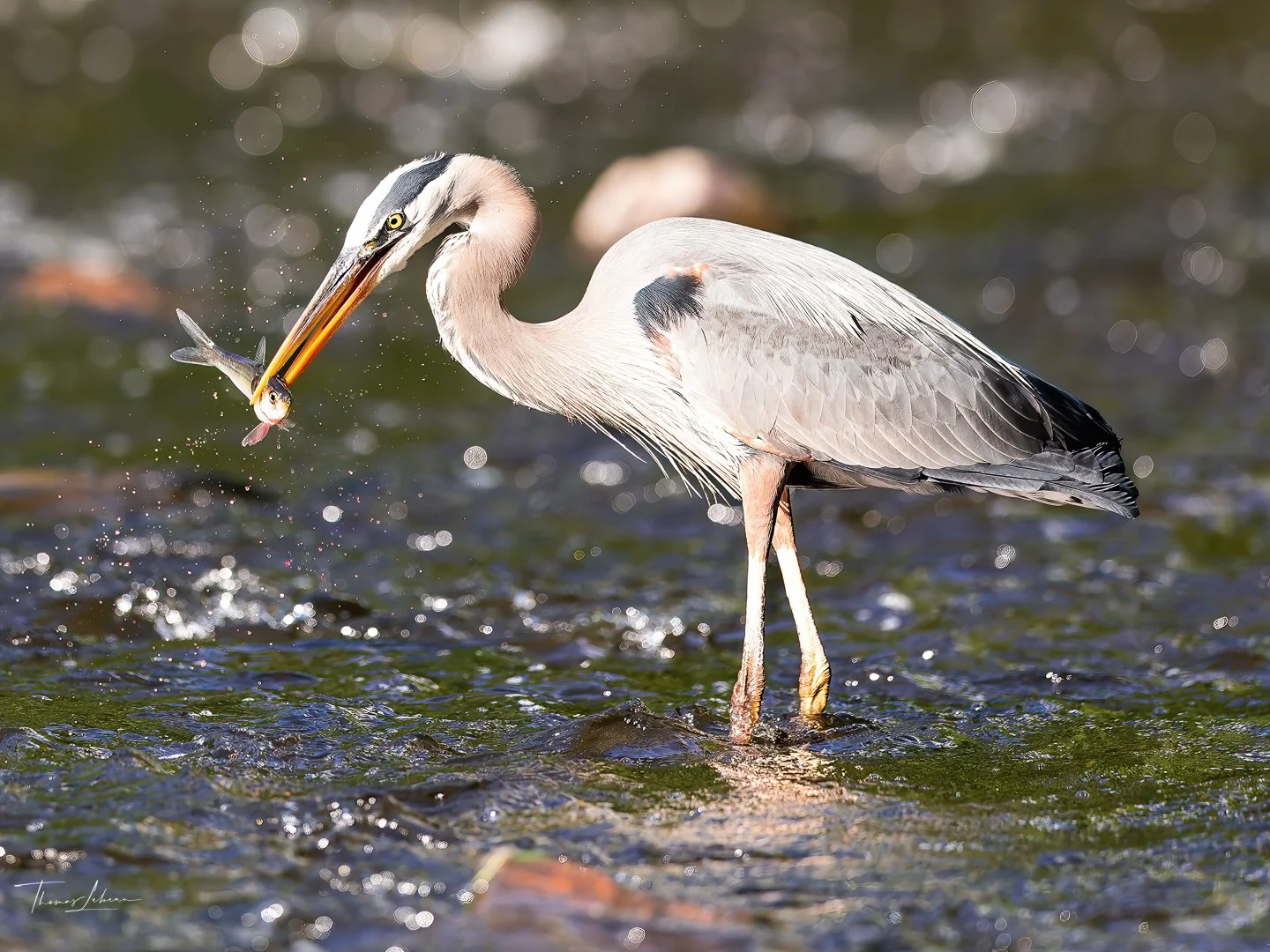 Great Blue Heron, Charles River dam, Watertown, MA