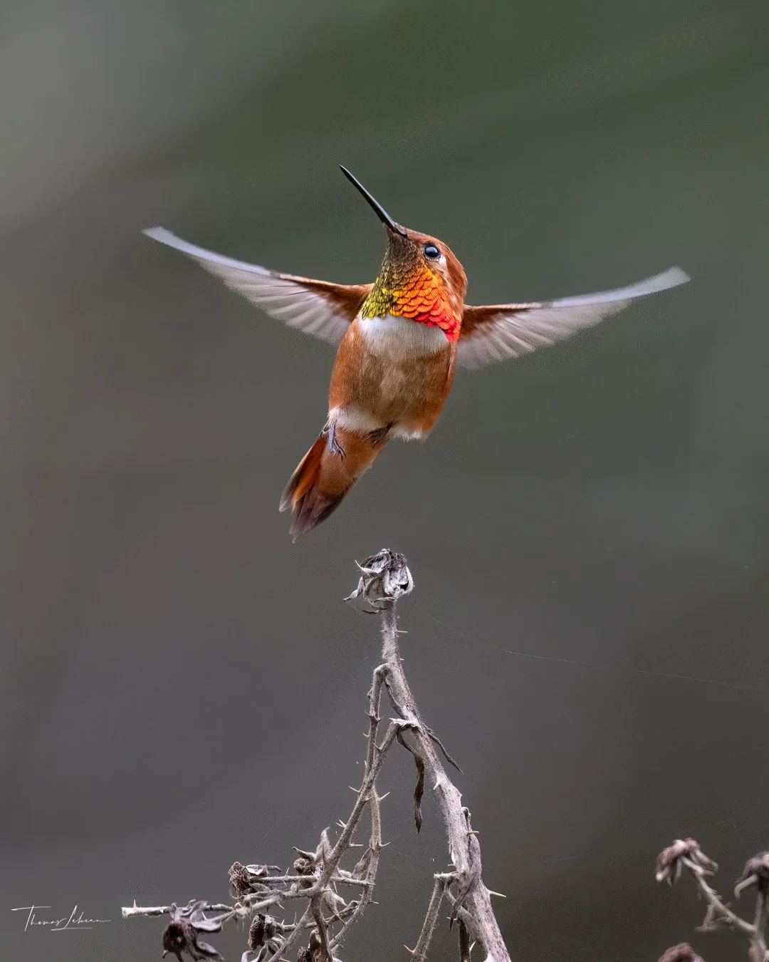 Rfous Hummingbird, Vancouver Island, BC