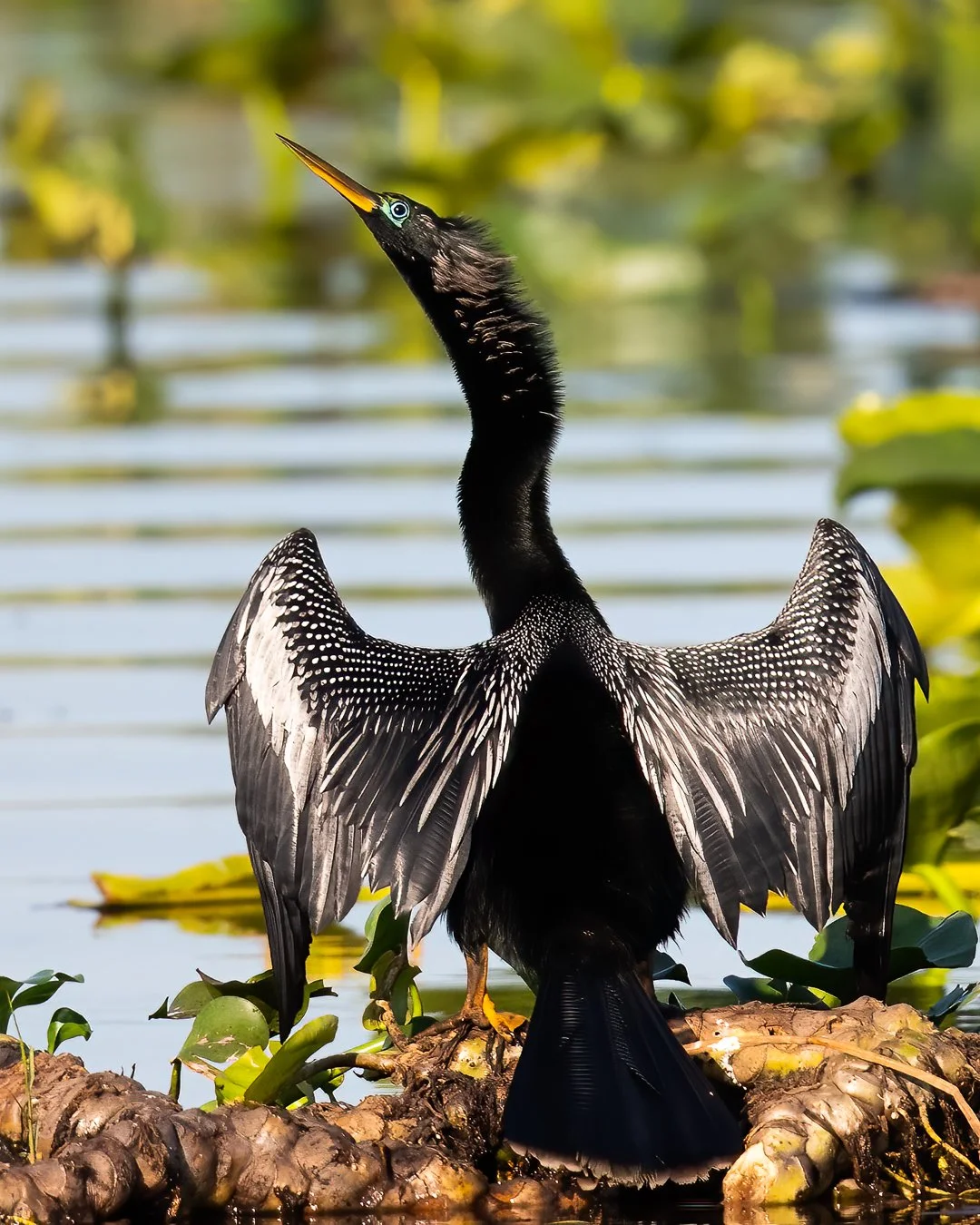 Anhinga, Lake Kissimmee, Central Florida