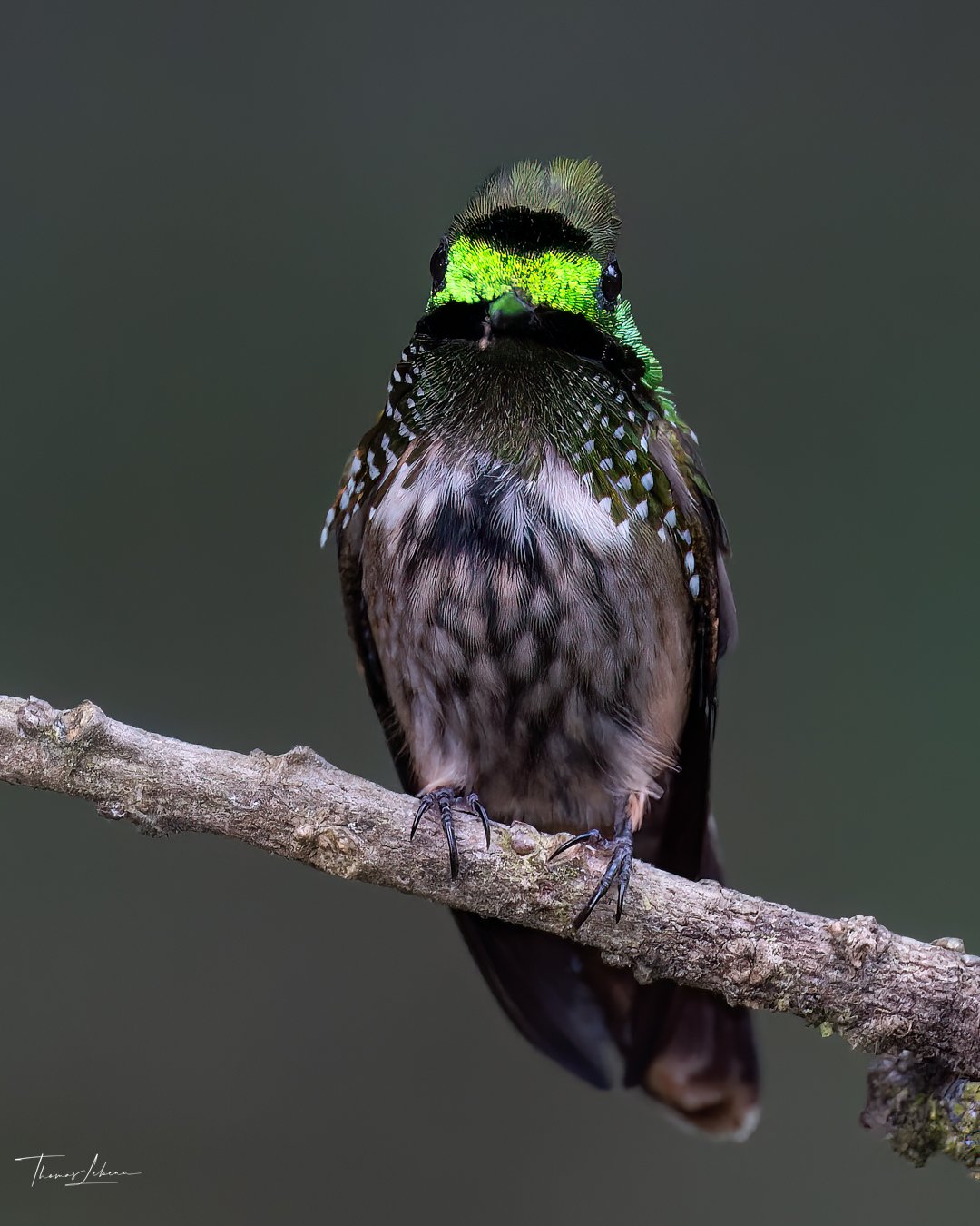 Festive Coquette, Atlantic Rainforest, Ubatuba, Brazil