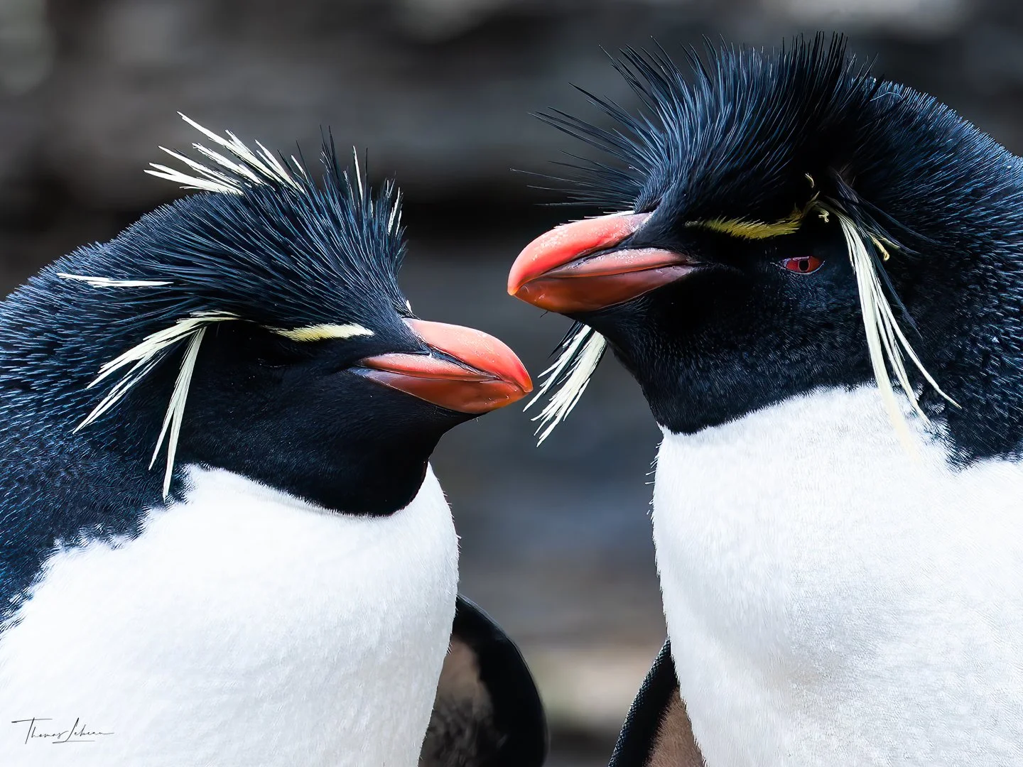 Rockhopper Pinguin pair, Bleaker Island colony, Falklands