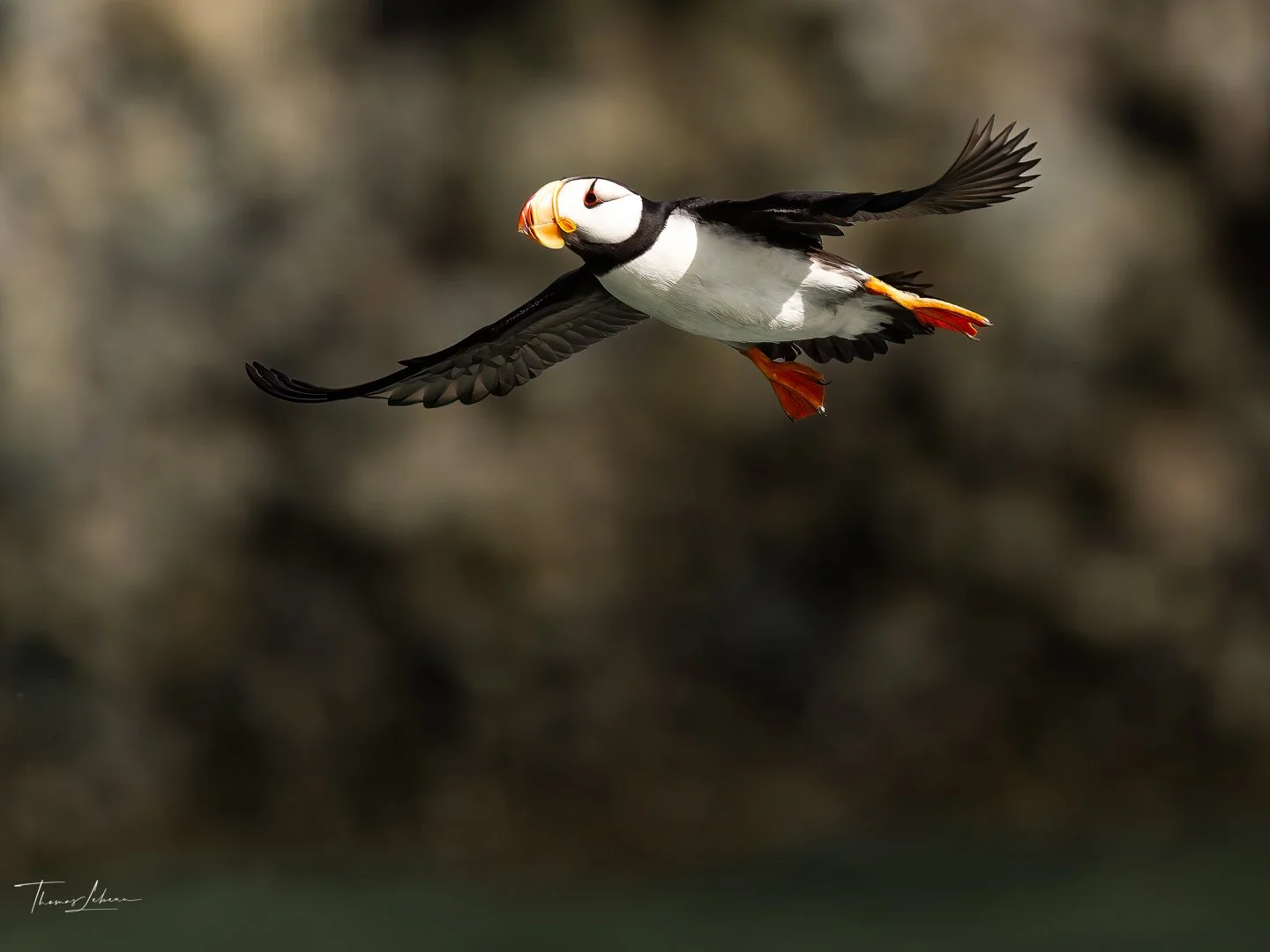 Horned Puffin landing, Duck Island, Cook Inlet, near Lake Clark National Park, Alaska