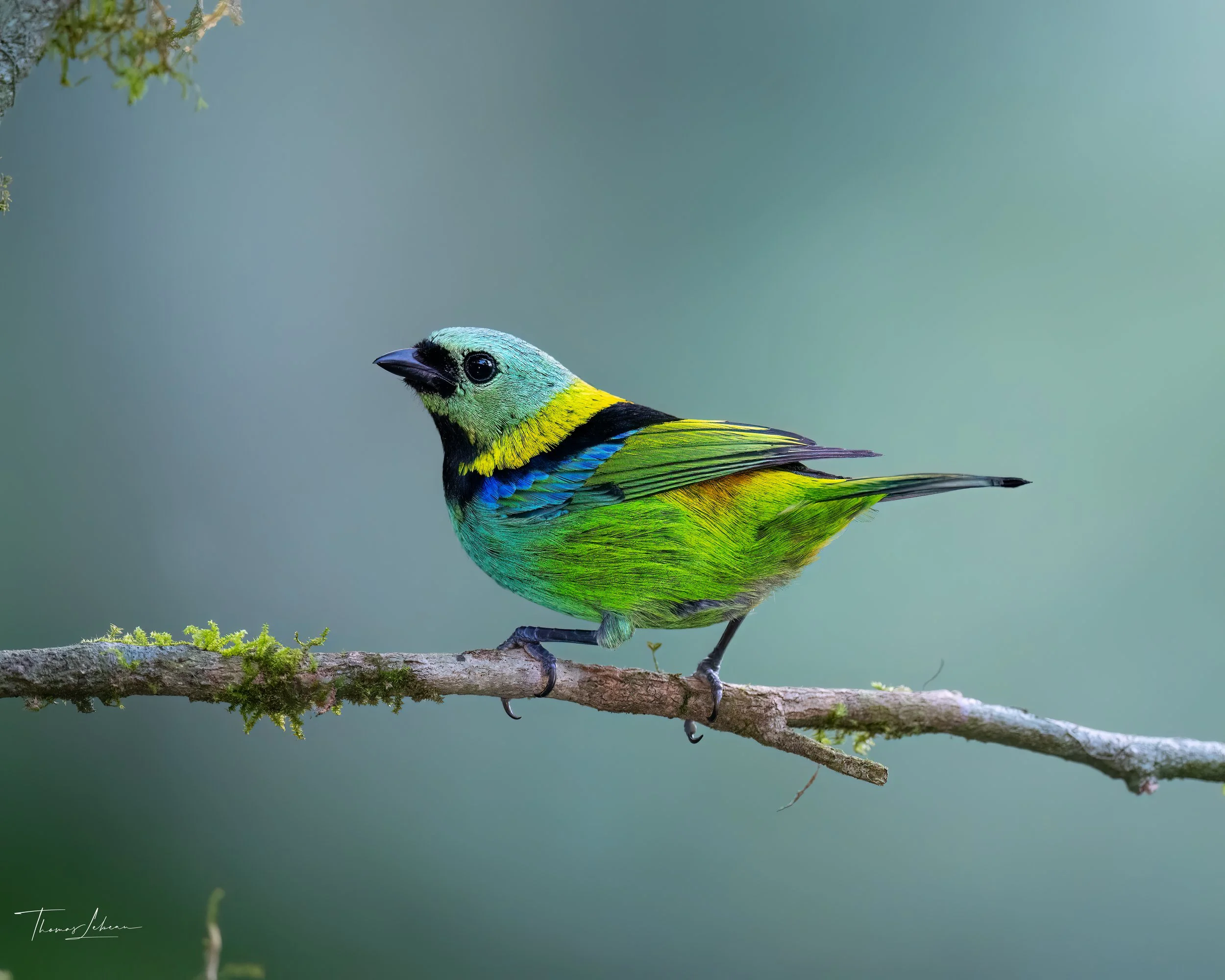 Green-headed Tanager, Atlantic Rainforest, Brazil