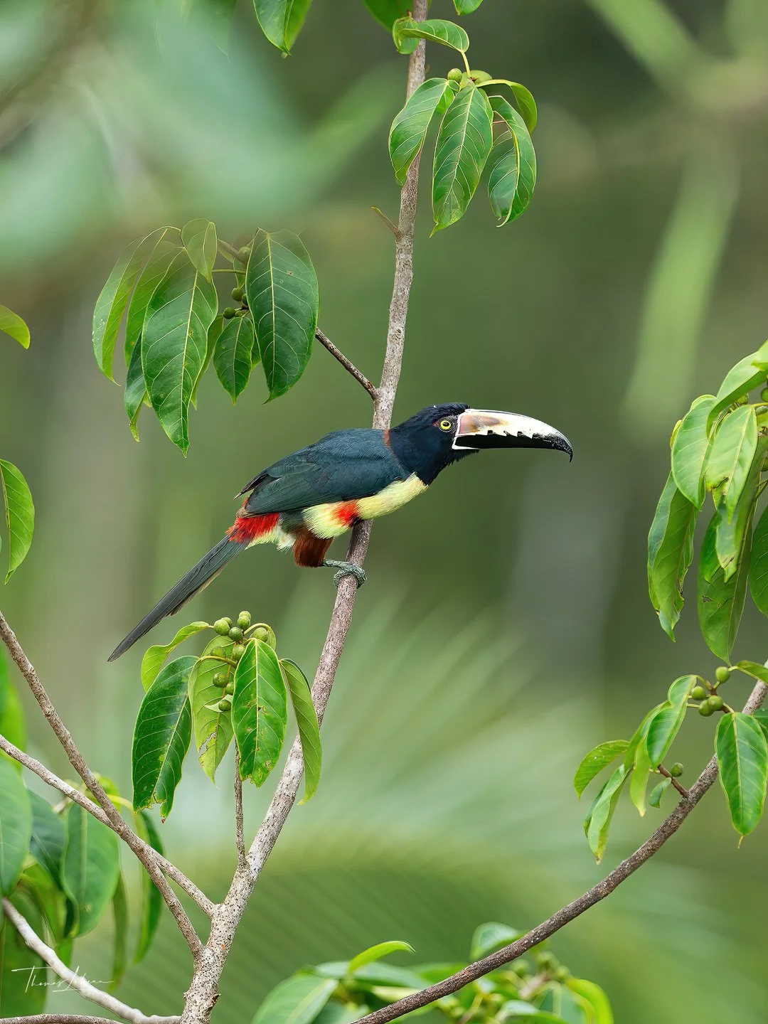 Collared Aracari, caribean slopes, Costa Rica