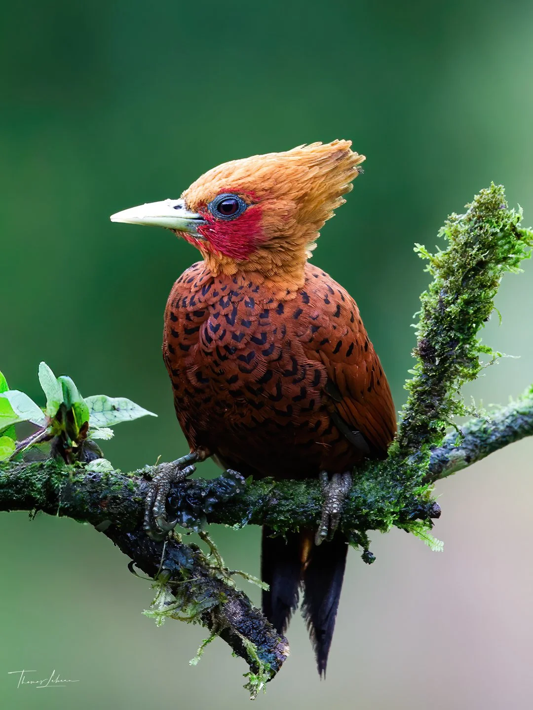 Chesnut-colored Woodpecker, Caribbean slopes, north eastern Costa Rica