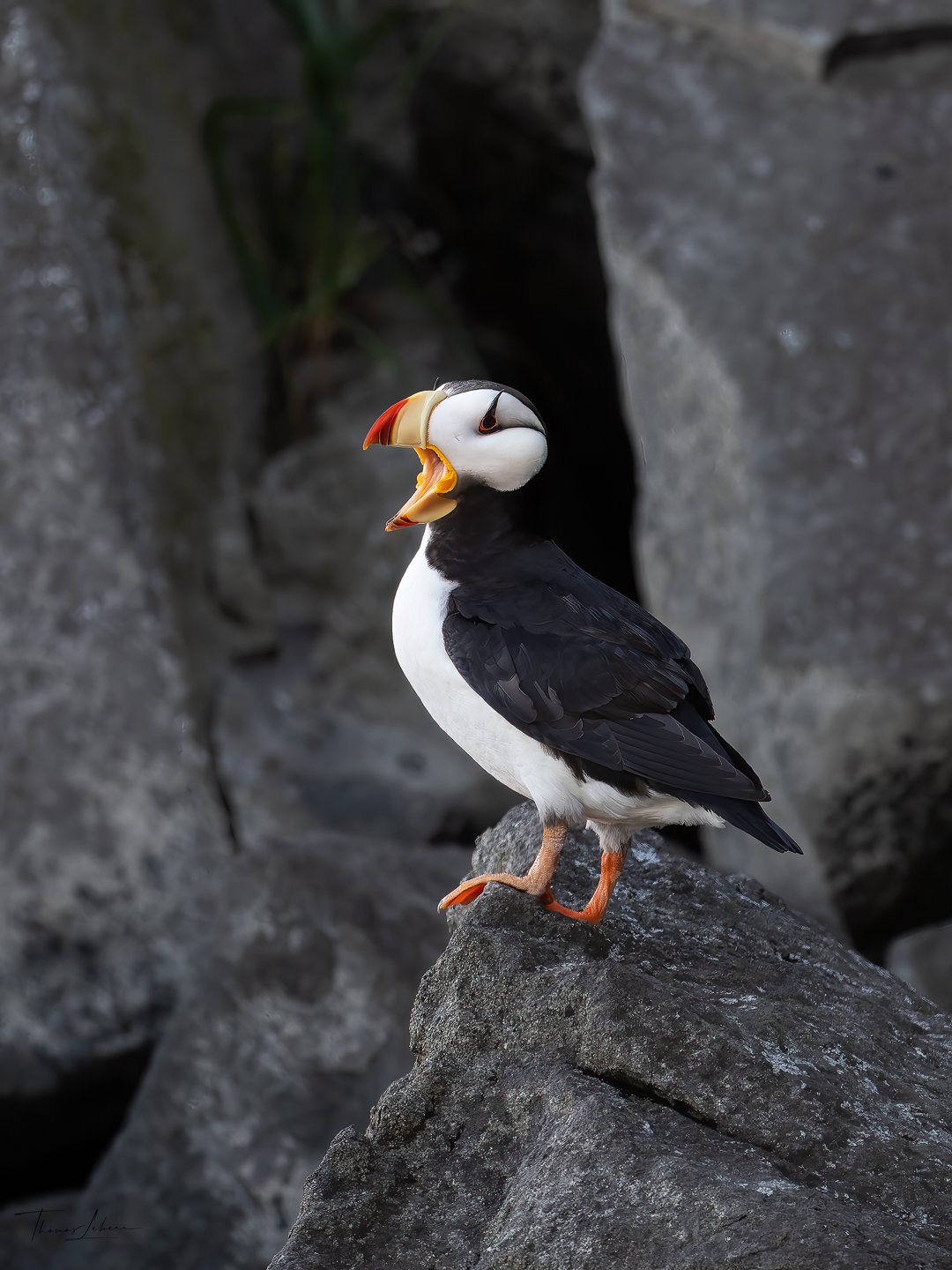Horned Puffin, Duck Island, Cook Inlet, near Lake Clark National Park, Alaska