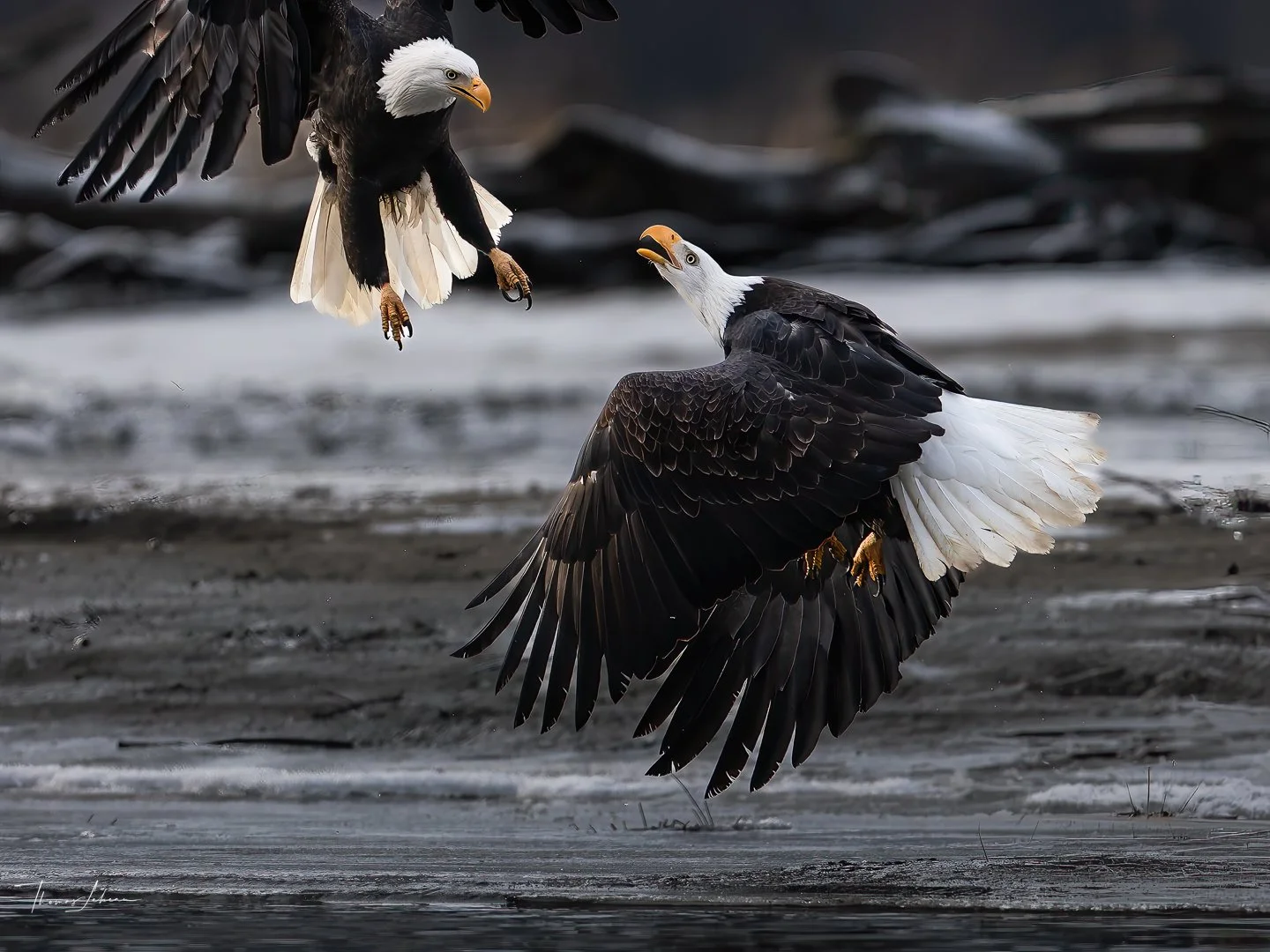 Bald Eagles fighting, Chilkat River, Alaska