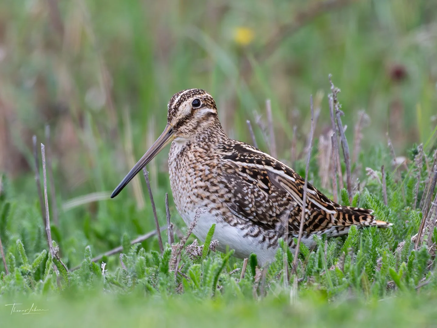 South American Snipe (Becacina), Torres del Paine (Patagonia)
