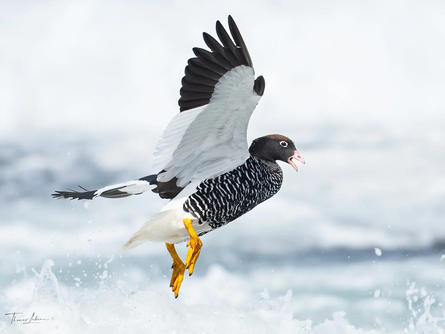 Kelp Goose (female) surprised by a wave, Sea Lion Island, Falklands