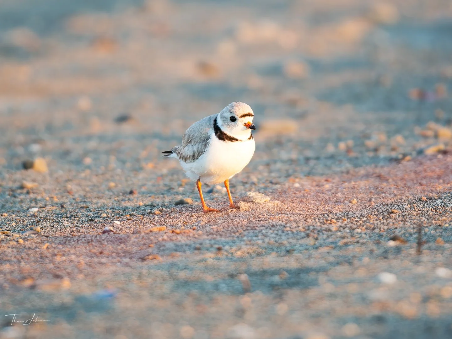 Piping Plover (Winthrop, MA)