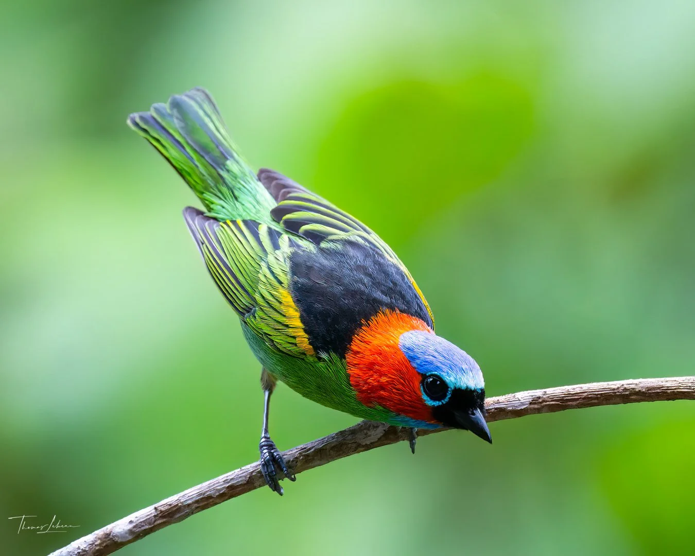 Red-necked Tanager, Atlantic Rainforest, Ubatuba, Brazil