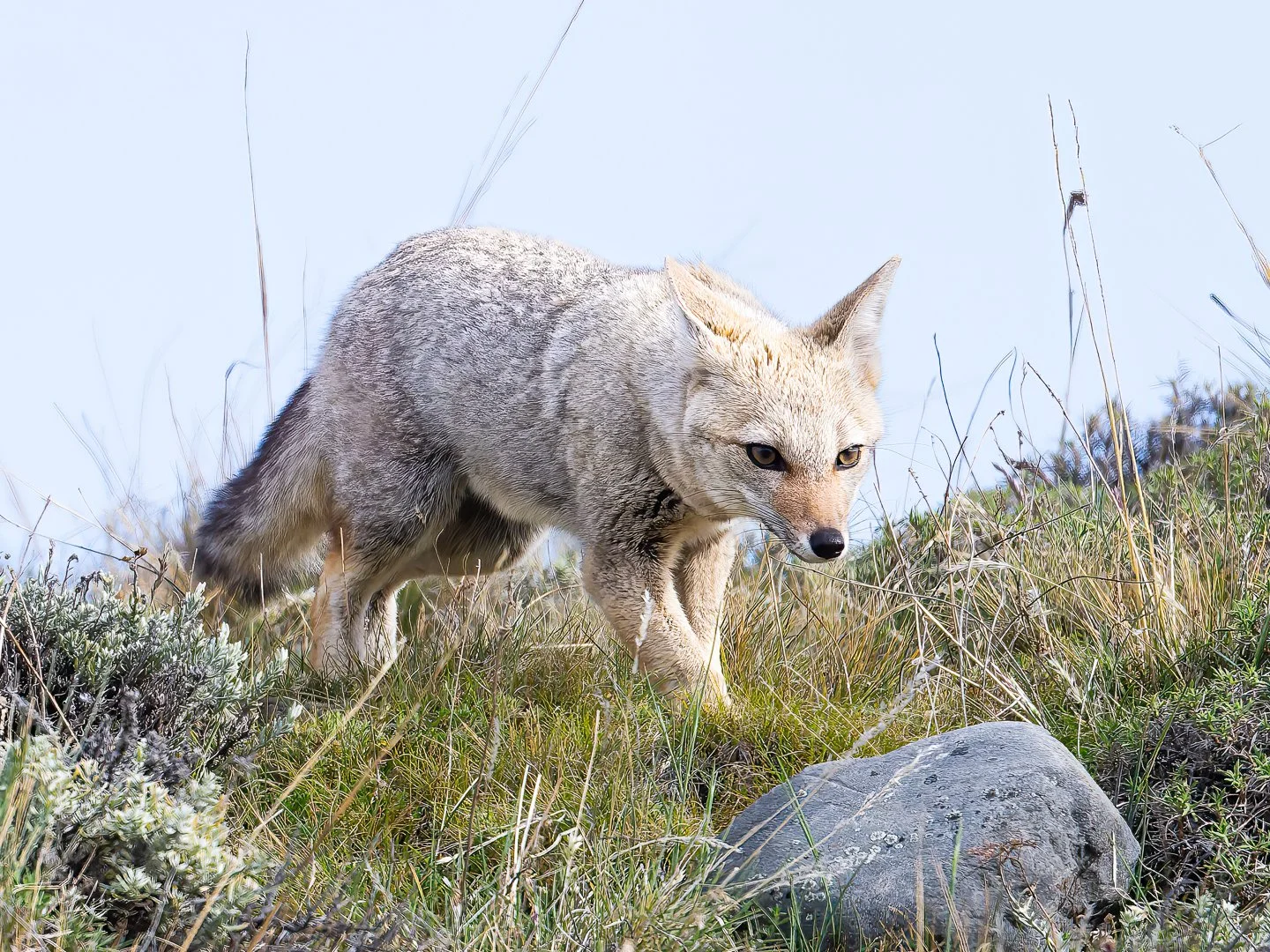 South American Gray Fox, Torres del Paine National Park (Patagonia)