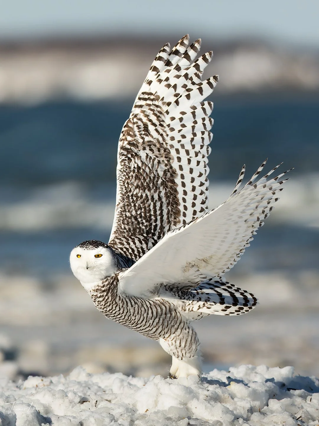 Snowy Owl taking off at Crane Beach