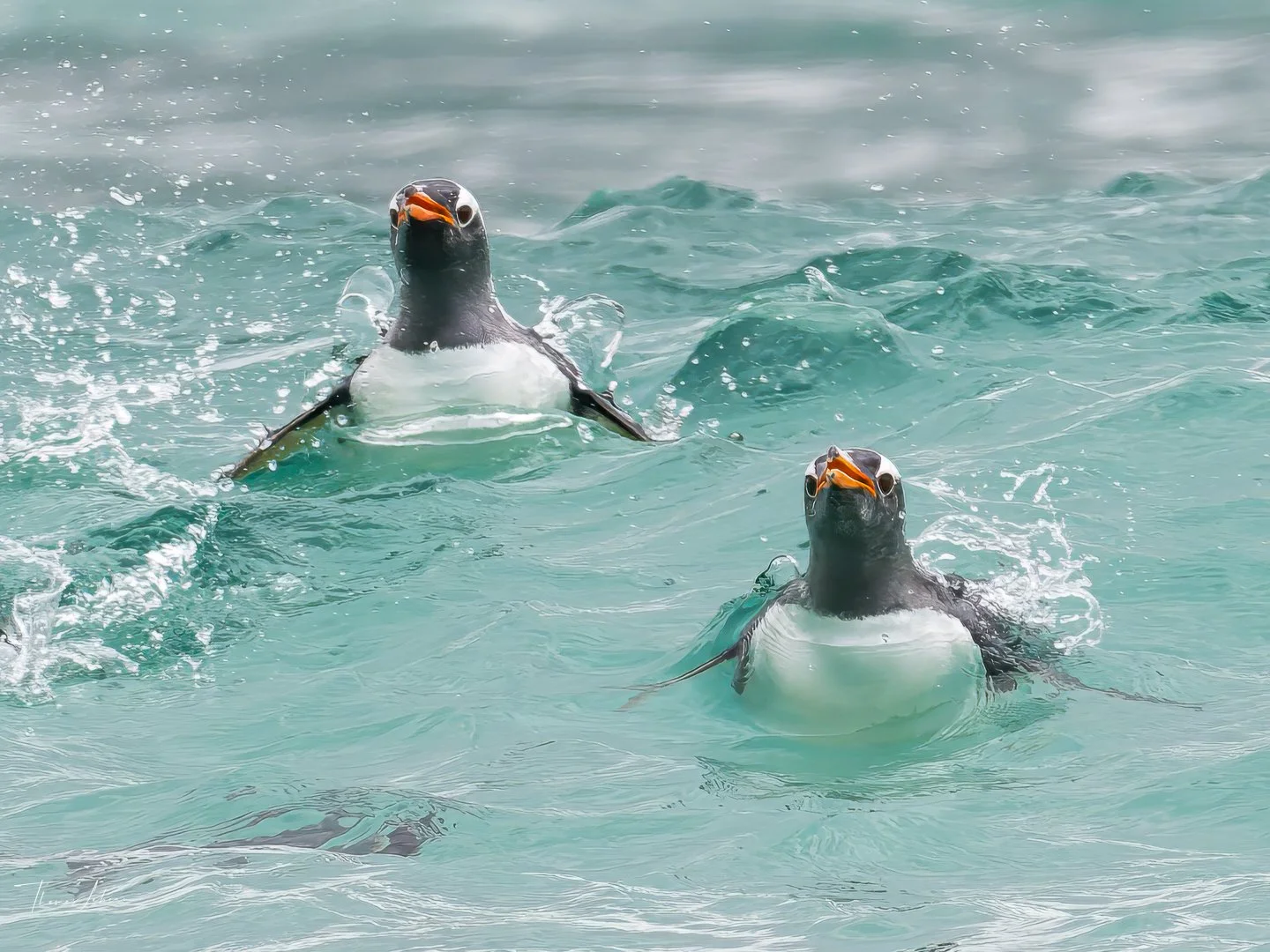 Gentoo penguins catching the wave, Sea Lion Island, Falklands