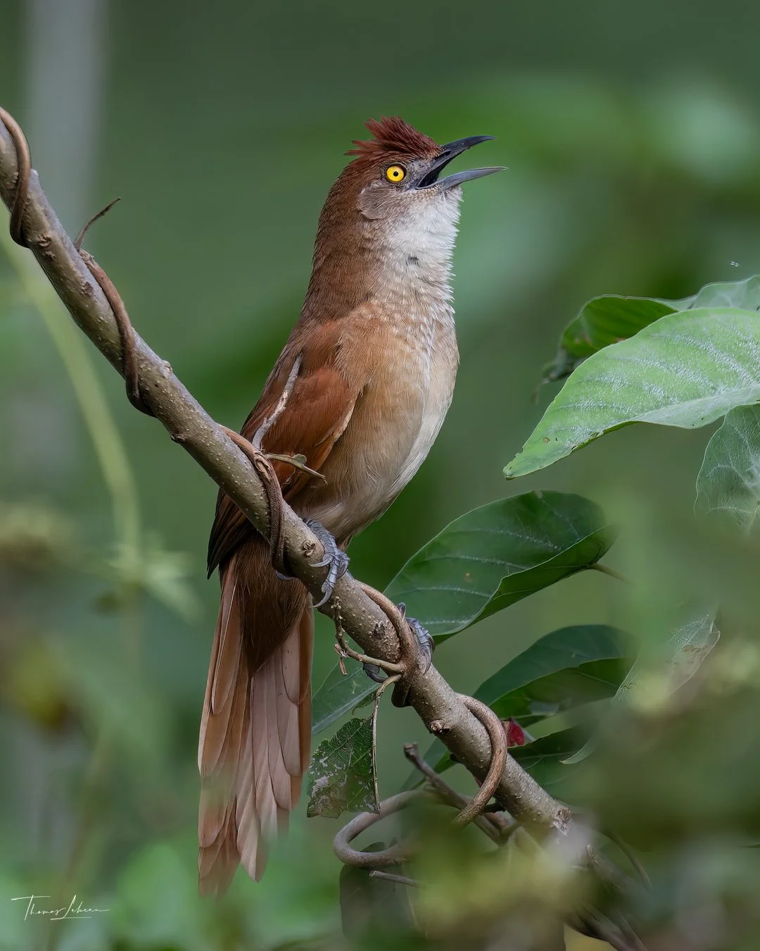 Greater Thorn Bird, Pantanal, Brazil