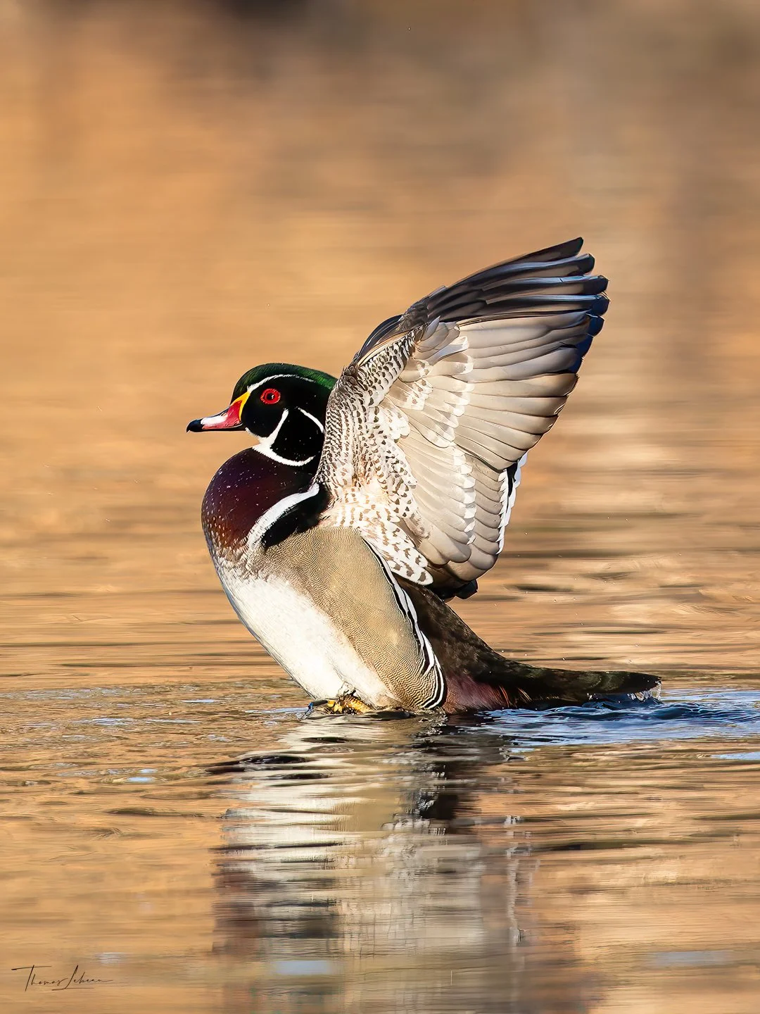 Wood Duck, Brooks Estate, Medford, MA