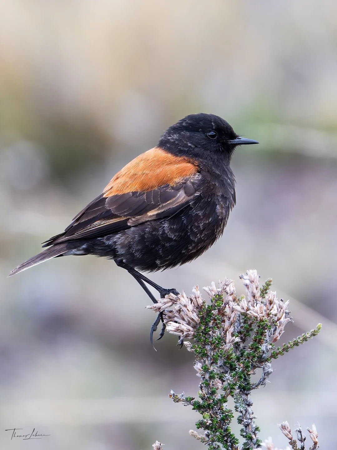 Austral Negrito (Colegial), Torres del Paine (Patagonia)