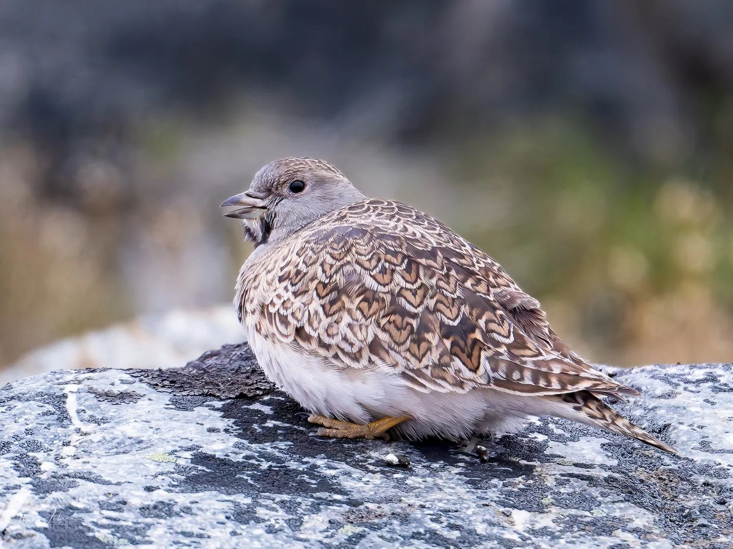White-bellied Seedsnipe (Perdicita austral), Torres del Paine (Patagonia)
