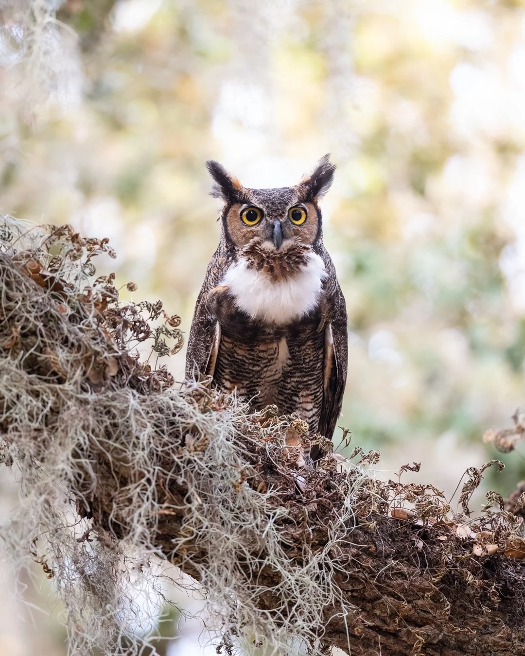 Great Horned Owl, Central Florida