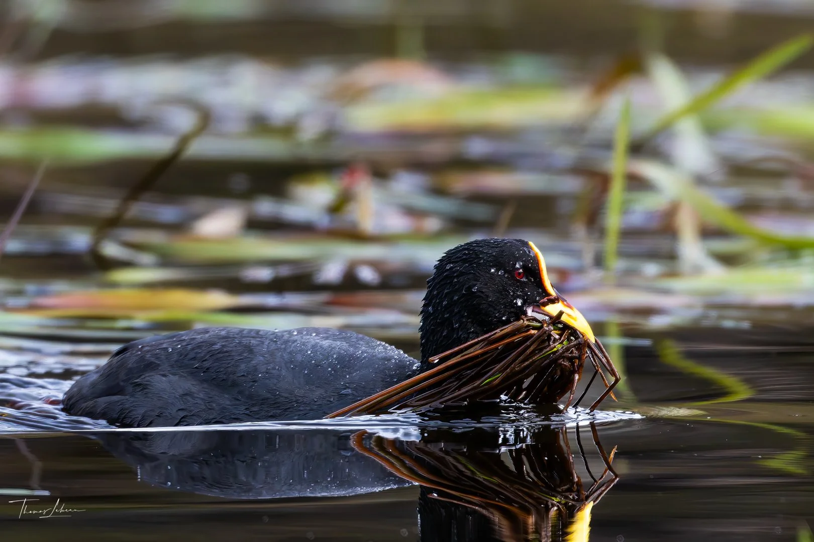 Ted-fronted Coot (Tagua frente roja), Torres del Paine (Patagonia)