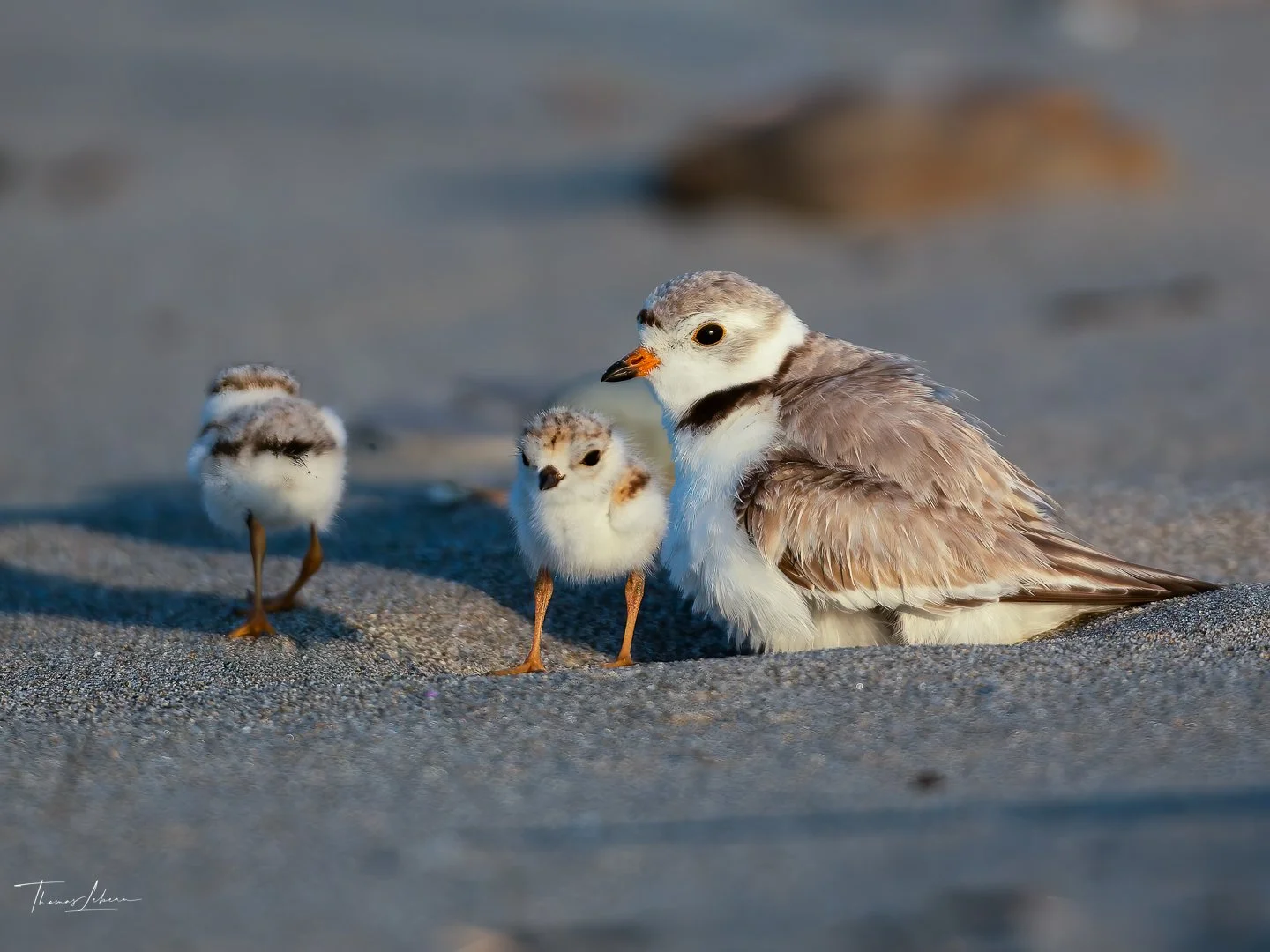 Piping Plover and chicks, Winthrop, MA