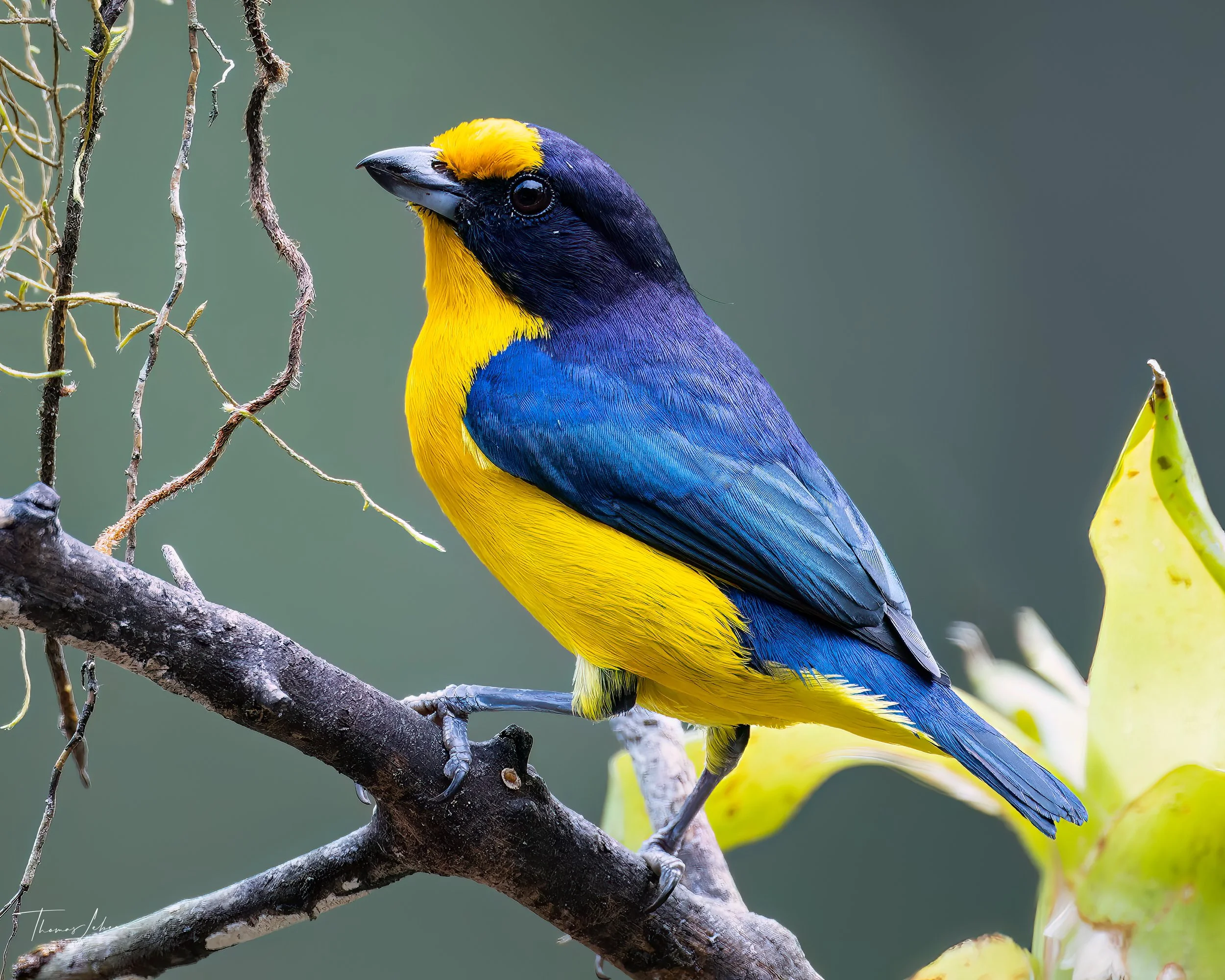 Violaceous Euphonia, Atlantic Rainforest, Ubatuba, Brazil