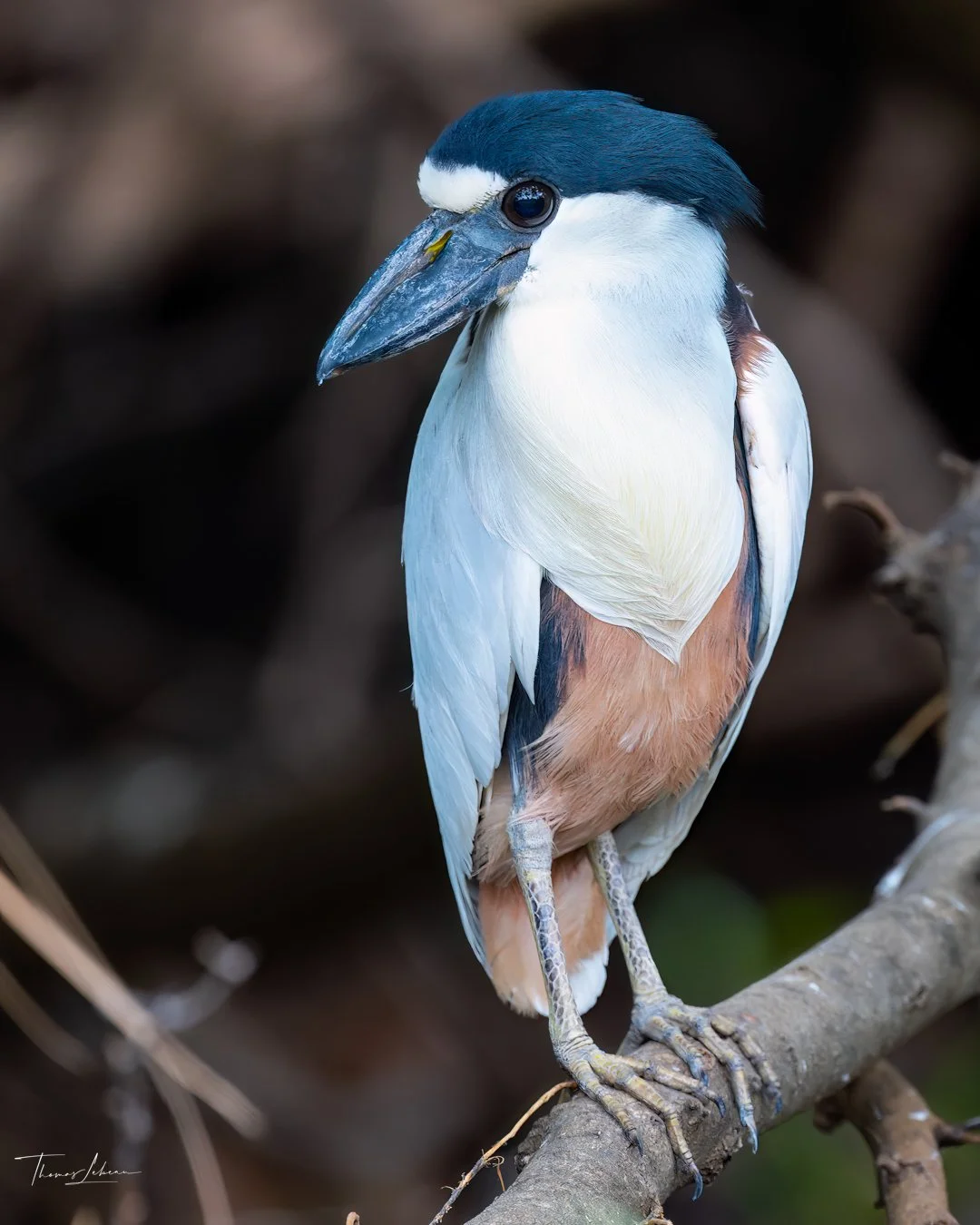 Broad-billed Heron, Cuiaba River near Porto Jofre, Pantanal, Brazil
