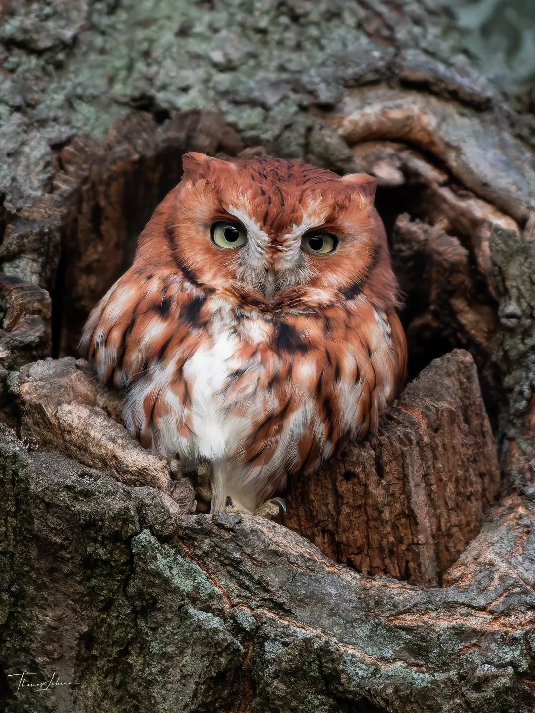 Eastern Screech Owl, Mystic Lake