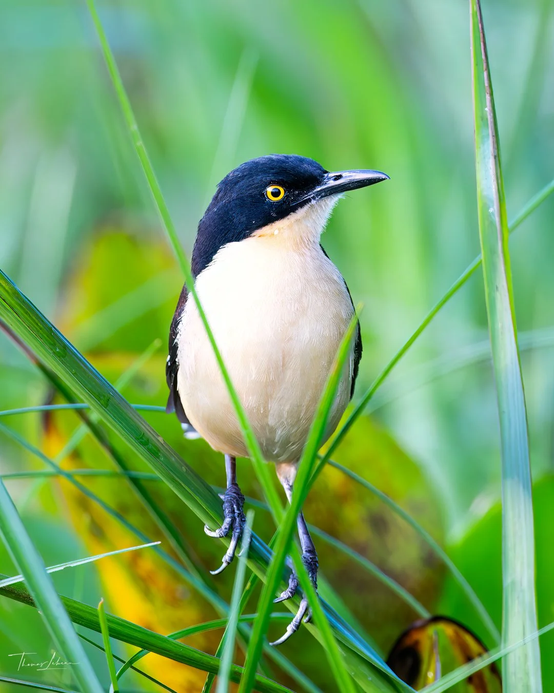 Black-capped Donacobia, Transpantaneira, Pantanal, Brazil 