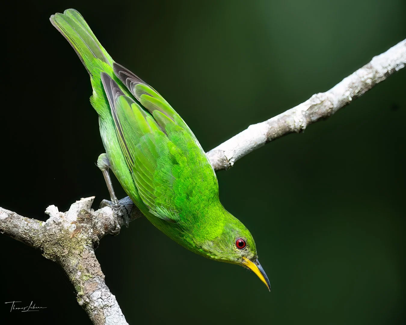Green Honeycreeper, Atlantic Rainforest, Brazil
