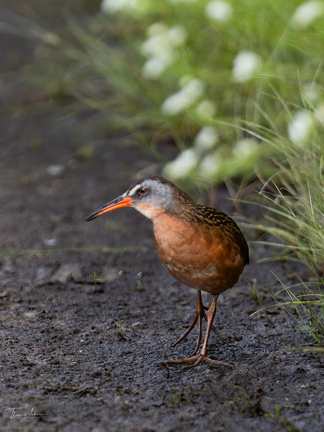 Virginia Rail, Great Meadows National Wildlife Refuge