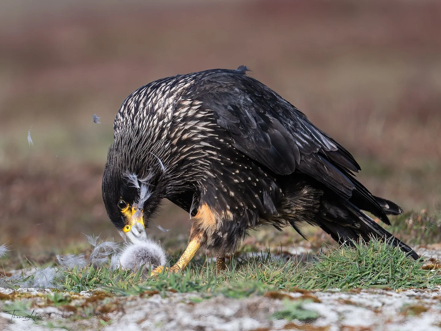 Striated Caracara feasting on an upland goose chick, Sea Lion Island, Falklands