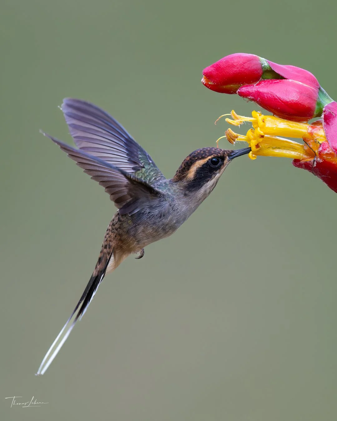 Planalto Hermit, Atlantic Rainforest, Brazil