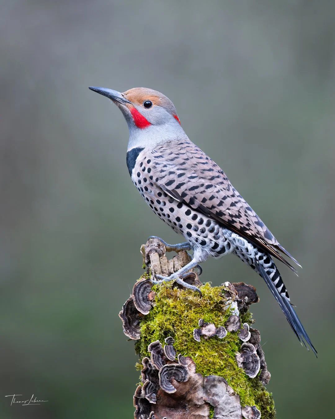 Northern Flicker, Vancouver Island, BC