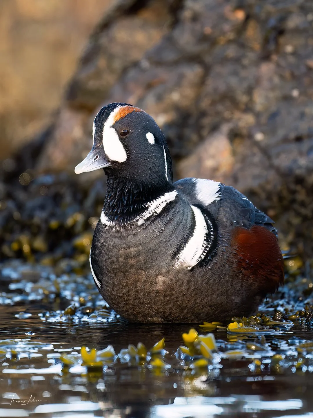 Harlequin Duck, Clover Point, Victoria, BC